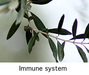 Olive leaf extract boosts the Immune system
