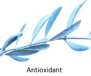Olive leaf extract is a powerful antioxidant